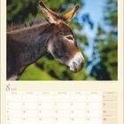 Kalenderseite: August 2027. Ein Esel im Profil mit grünem Hintergrund. Wichtige Tage: Nationalfeiertag (1.), Maria Himmelfahrt (15.).