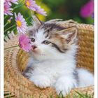 Kalenderblatt: August 2027. Kätzchen in einem Strohhut neben lila Blumen auf grüner Wiese.