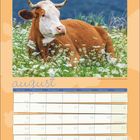Kalender für August, enthält Tage von Montag bis Sonntag. Oben ist eine liegende Kuh in einer Wiese mit weißen Blumen.