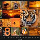 "Colours of Nature 2027", großes orangefarbenes "8". Collage aus Naturfotos: Tiger, Sonnenuntergang, Affen, Reptilien, Landschaften.