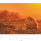 Kalenderblatt: August. Ein Löwe liegt im Gras bei Sonnenuntergang. Warmes, orangefarbenes Licht umhüllt die Szene.