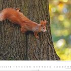 „Eurasisches Eichhörnchen“ steht geschrieben. Ein rotes Eichhörnchen klettert an einem Baumstamm, mit verschwommenem Hintergrund.