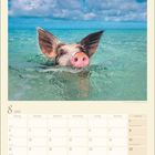 Kalender, August 2027. Ein Schwein schwimmt im klaren Meer unter einem blauen Himmel mit Wolken.