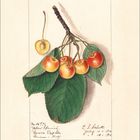 "No. 6970, Yellow Spanish, Geneva Exp Sta, Geneva N.Y." zeigt eine detaillierte Illustration von Kirschen an einem Zweig.