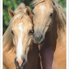 Kalenderblatt August 2027 mit zwei eng aneinander stehenden Pferden vor einer grünen, natürlichen Kulisse.