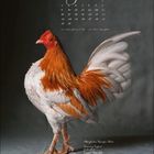 Kalender für August mit Daten. Bild von einem prächtigen Hahn, elegant dargestellt vor neutralem Hintergrund.
