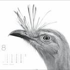 Text: "8", darunter ein Monatskalender. Illustration: Naheaufnahme eines Vogels mit markantem Federkamm.