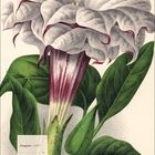 Kalenderseite August 2027. Illustration einer großen Blüte in Weiß und Lila mit grünen Blättern.