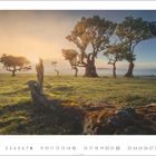 8. Eine malerische Landschaft mit knorrigen Bäumen im Sonnenaufgang.