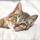 Juni | Juli Kalender, Zitat von Ernst Jünger, "Nicht vergessen!" Tabelle links, Foto einer getigerten Katze auf einem Bett.