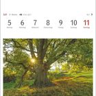 Kalenderblatt: Juli, 27. Woche, 5.-11. Thermometer. Stieleiche bei Telgte im Münsterland. Sonnige Landschaft mit altem Baum.