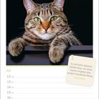 Zitat von Erich Kästner: „Es sind keine düsteren Geheimnisse...“ Kalender: Juli, 12-18, mit einem Foto einer getigerten Katze.