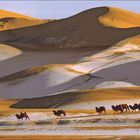 "Ewige Dünen. Baktrische Kamele durchqueren schneebedeckte Dünen der mongolischen Wüste Gobi. Juni/Juli Kalender."