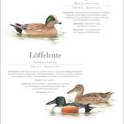 Kanadapfeifente und Löffelente: Beschreibungen von Merkmalen, Lebensraum und Vorkommen. Entenabbildungen auf Wasser.