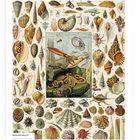 Illustration mit Muscheln und Meerestieren. Unten: "OKTOBER". Text über Richard Strauss’ Oper.