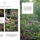 Hortensie im April. Absenkerpflanzen gewinnen. Anleitung zum Vermehren von Hortensien. Bild einer rosafarbenen Hortensie.