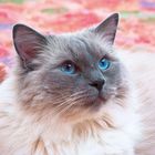 Eine flauschige Katze mit grauem Fell und auffällig blauen Augen, liegt vor einem bunten, unscharfen Hintergrund.