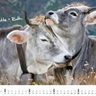 Text: "Charlotte + Ruth", "AUGUST". Zwei Kühe liegen entspannt auf einer Wiese in den Bergen.