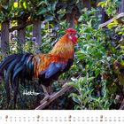 Text: "Hektor" und "August". Ein bunter Hahn steht in einem Garten voller Pflanzen und Blätter.