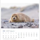 Kalender für August 2027. Eine Robbe liegt auf einem kiesigen Strand. Feiertage markiert: 01.08, 15.08. Links ist ein Logo.