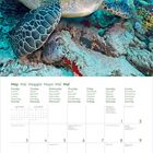 "May Mai Maggio Mayo Mei Mai" gefolgt von Wochentagen in mehreren Sprachen. Oben Meeresschildkröte an einem bunten Riff.