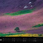 Schottland 08. Blühende Heide mit einsamer Kiefer in den Grampians. Lila Hügel mit grünen Flecken und einem Baum.