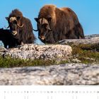 Moschusochsen durchstreifen die weiten Ebenen von Nunavik. Kalender zeigt August. Drei Moschusochsen auf Felsen.