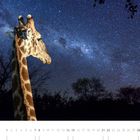 08; Zahlenreihe von 1 bis 31; Giraffe vor Sternenhimmel; Bäume und Milchstraße im Hintergrund.