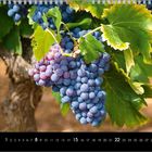 Kalender mit August-Tagen unten. Reife Trauben hängen an einem Weinstock, umgeben von grünen Blättern.