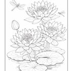 Lilien im Wasser mit Seerosenblättern und zwei Libellen, eine Knospe neben blühenden Blüten; detaillierte Schwarz-Weiß-Illustration.