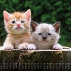 Kalender mit September-Daten und zwei niedlichen Kätzchen, eins orange, eins grau, auf einem Baumstumpf.