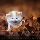 Kalender mit Wochentagen und Zahlen, Kätzchen spielt fröhlich in Herbstblättern.