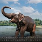 Kalenderdaten im Vordergrund, Nummer 8 markiert. Ein Elefant spritzt Wasser mit dem Rüssel in tropischer Landschaft.