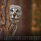 Kalender mit Daten und Wochentagen unten, eine Eule blickt hinter einem Baum hervor.