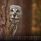 Kalender mit Datumstabelle. Eine Eule schaut hinter einem Baum hervor in einem Wald.