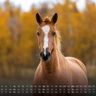 Kalender mit Monatstagen unten, Zahlen und Tagen. Ein braunes Pferd steht vor einem herbstlichen Hintergrund.
