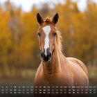 Kalendertext für August: Zahlen und Wochentage. Porträt eines braunen Pferdes vor unscharfem, herbstlich gefärbtem Hintergrund.