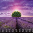 Kalenderdaten unten, darunter ein mittig stehender Baum in einem weiten Lavendelfeld bei Sonnenuntergang.