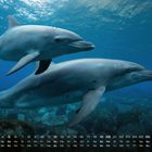 Kalender mit Datum 1-30, Wochentage von links: Mi bis Di. Bild von zwei schwimmenden Delfinen unter Wasser.