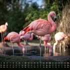 Kalender mit Daten und Wochentagen unten. Mehrere Flamingos stehen und ruhen auf einem Bein in einer natürlichen Umgebung.