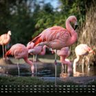 Kalender für September, Flamingos stehen auf einem Bein am Wasser, Hintergrund mit Bäumen und Gras.