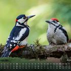 Text: "Buntspechte 10" unter einem Kalender. Zwei Buntspechte sitzen auf einem Ast, umgeben von grünem Hintergrund.