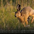 Text: Kalender September, Wochentage. Bild: Ein Feldhase in einer grünen Wiese mit Blumen.