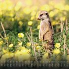 Eine Monatstabelle mit Zahlen darunter. Ein Erdmännchen steht in einem Feld voller gelber Blumen.