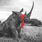 Ein Nashorn sitzt mit einem roten Tuch um den Hals auf einer Wiese, umgeben von Sträuchern unter bewölktem Himmel.
