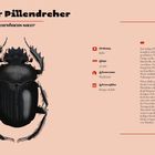 Heiliger Pillendreher, Scarabaeus sacer. Ordnung: Käfer, Länge: 35 mm, Lebensraum: Weideland, Lebenszyklus: Knapp ein Jahr. Illustration eines schwarzen Käfers.