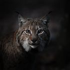 Kein Text vorhanden. Ein Luchs schaut aufmerksam mit leuchtenden bernsteinfarbenen Augen in die Dunkelheit.