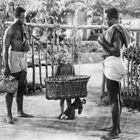 Ein kleines blondes Kind sitzt lächelnd in einem Korb, der von zwei Männern getragen wird.