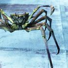 Eine mehrbeinige, spinnenartige Kreatur bewegt sich auf einem metallischen Boden in einer futuristischen Umgebung.