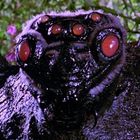 Eine großer Spinnenkopf mit mehreren roten Augen, umgeben von dichter Vegetation mit violetten Blumen.